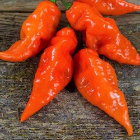 Habanada pepper, orange pointed shiny wrinkly peppers