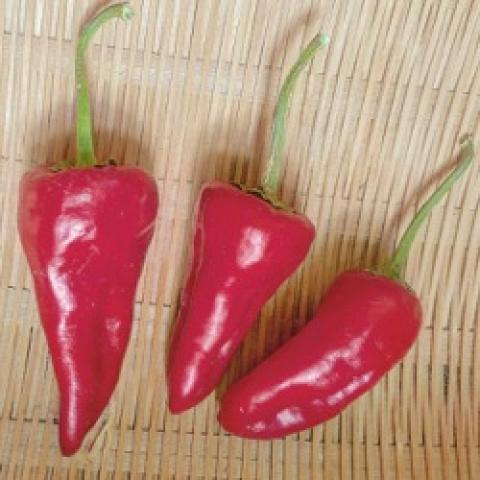 Haskorea pepper, short shiny red peppers