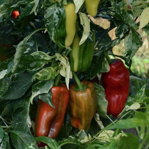 Capsicum Candy Cane Red, dark red medium long peppers