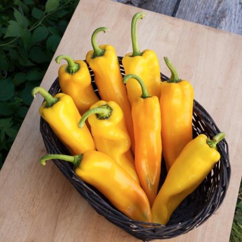 Lively Italian yellow peppers, long and pointed