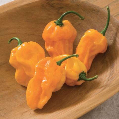 Capsicum Numex Suave Orange, gold-orange irregular shape