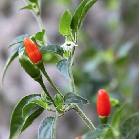 Pequin pepper, very small red peppers on plant