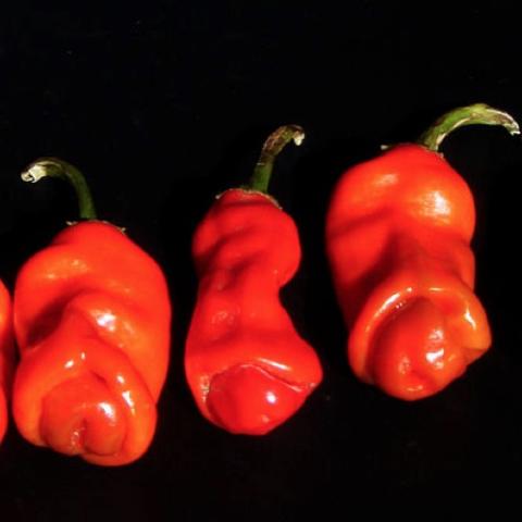 Peter peppers, bright red, short, like immature male members