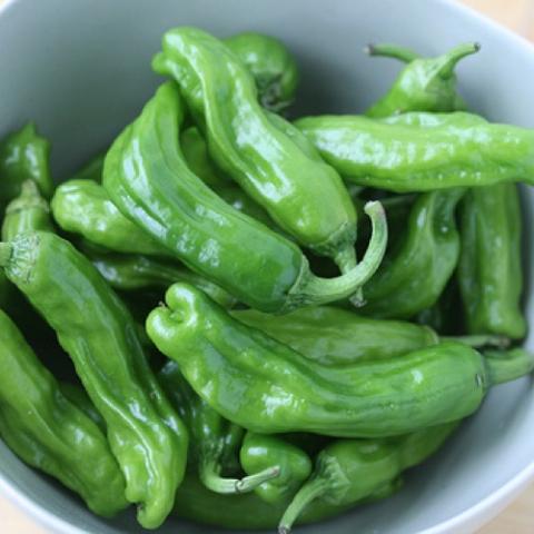 Green elongated shishito peppers
