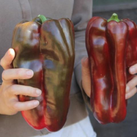Spanish Mammoth peppers, dark red to bronzy brown, huge
