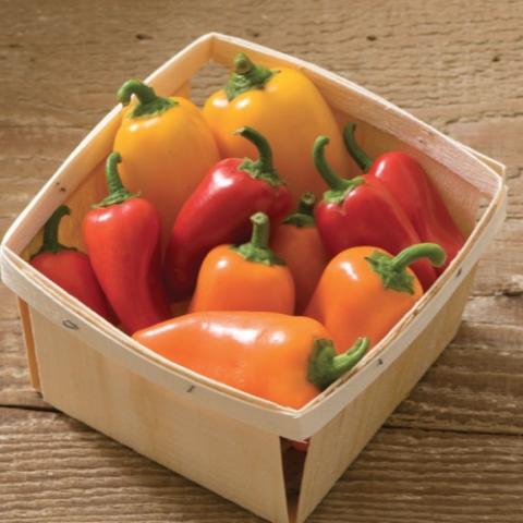 Capsicum Lunchbox Mix, small red, orange, and yellow peppers