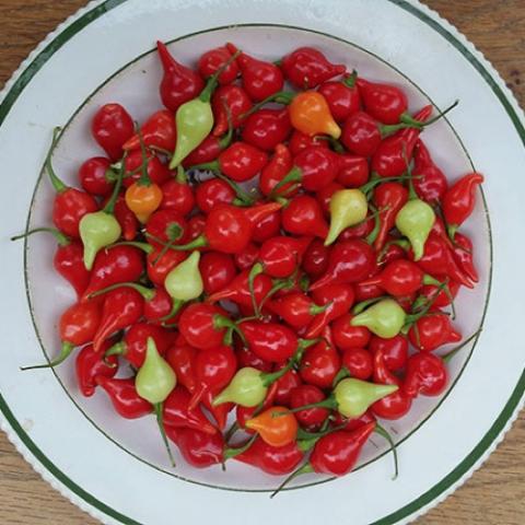 Biquinho hot peppers, small and bright red
