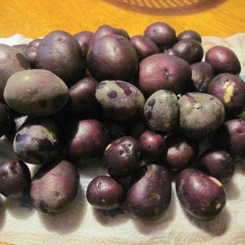 Purple Sun potatoes, purple potatoes, medium size, ovals