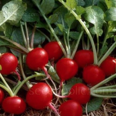 Cherry Belle radishes, very dark red classic radishes