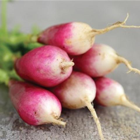 French Breakfast radishes, elongated dark pink with white ends
