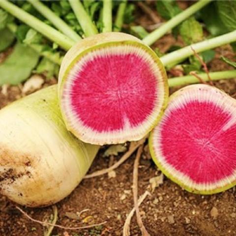 Watermelon radishes, green-white outer, dark pink insides