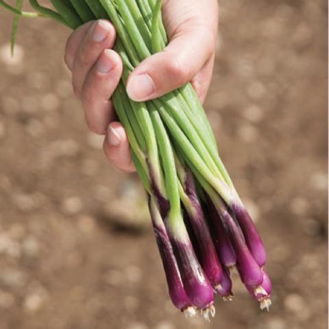 Deep Purple scallions, scallions where the root end is red-violet