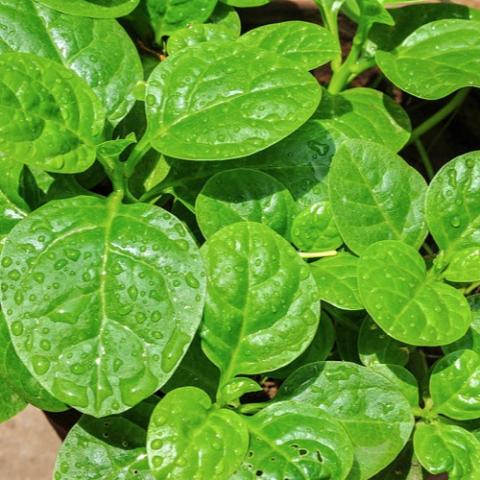 Malabar spinach, green leaves
