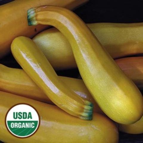 Golden Zucchini, long yellow summer squash