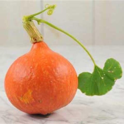 Uchiki or Red Kuri squash, dark orange round, smallish