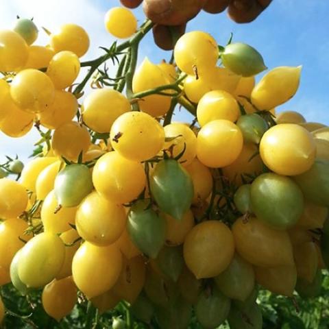Barry's Crazy Cherry, clusters of bright yellow tomatoes
