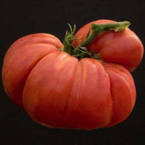 Big Zac tomato, huge red with ridges