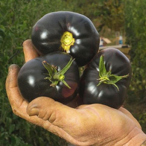Black Beauty tomato, very dark purple shiny fruits