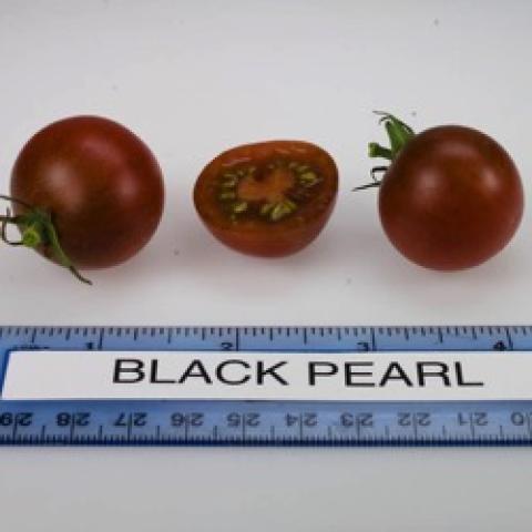 Black Pearl tomatoes, very dark red to brown/black cherry tomatoes