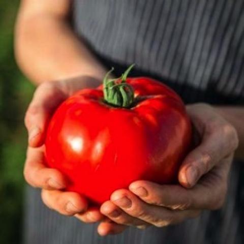 Brandywise tomato, very large red tomato