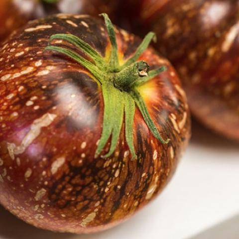 Dark Galaxy tomato, dark red-purple with tan vertical marks