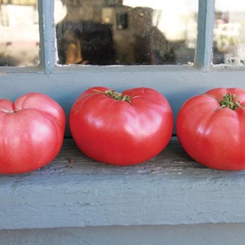 German Pink tomato, almost red, huge