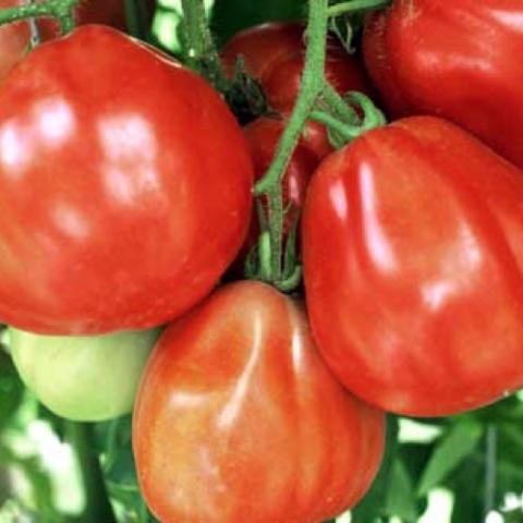 Italian Red Pear tomato, wide-bottomed red fruits