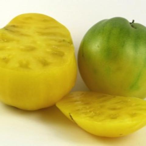 Lemon Ice tomato, yellow fruits