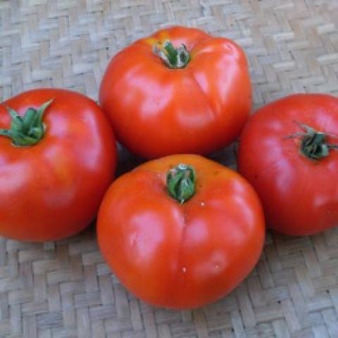 Martian Giant tomato, red fruits