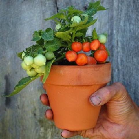 Micro Tom tomato, tiny plant with lots of tomatoes