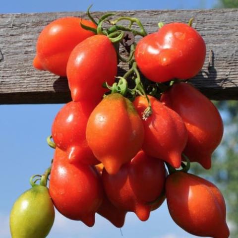 Mt. Vesuvius tomato, red elongated tomatoes with nipples in bunches