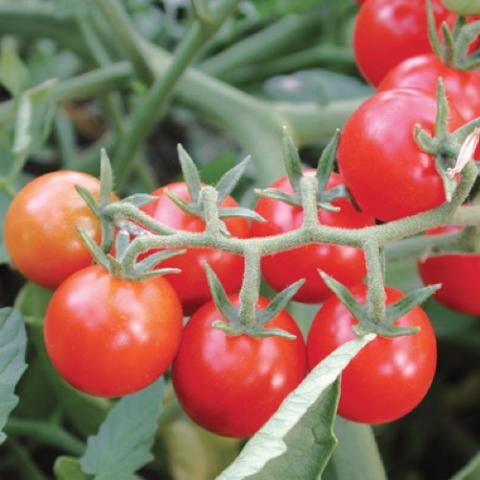 Peacevine tomato, red clusters of cherries