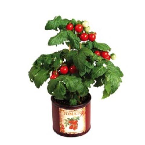 SIAM Windowsill tomato, small tomato plant with small tomatoes