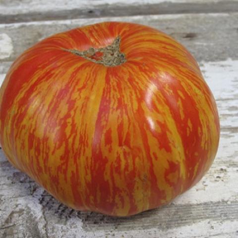 Solar Flare tomato, red and yellow stripe