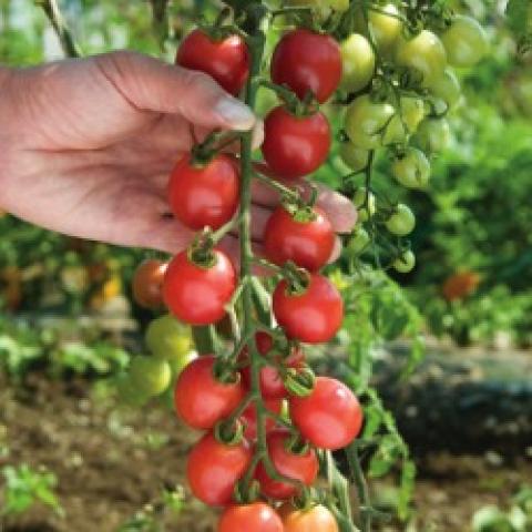 Sunpeach tomato, long truss of cherry tomatoes