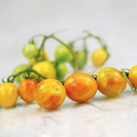 Sunrise Bumblebee tomato, cherries, gold with red blushing