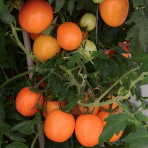 Sunrise Sauce tomato, orange fruits on the vine