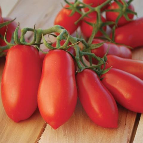 Ten Fingers of Naples tomato, red, long plums, wider at the blossom end