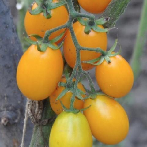 Trace of a Flying Dragon tomato, gold grape-shape, larger than a grape