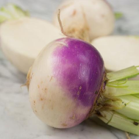 Purple Top White turnip, round white roots with purple blushes