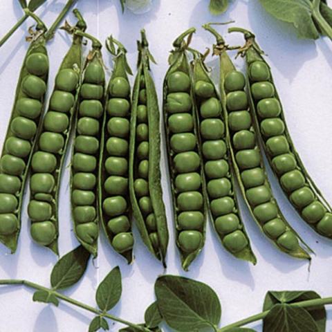 Green Arrow peas, classic green peas in pods