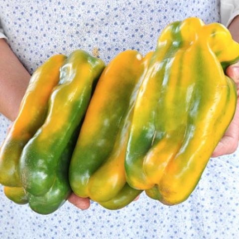 Yellow Monster sweet peppers, gold and green, huge