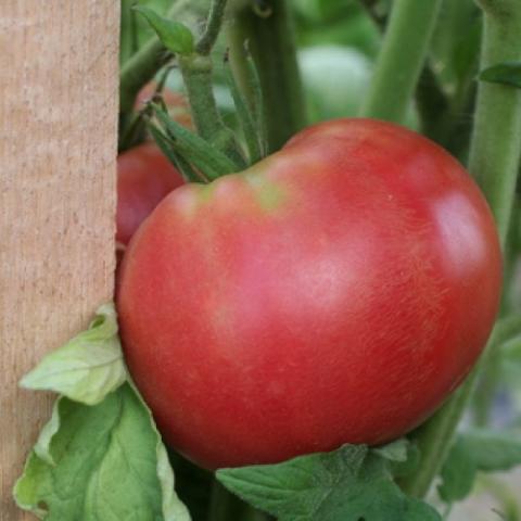 Red Rose tomato, red medium size