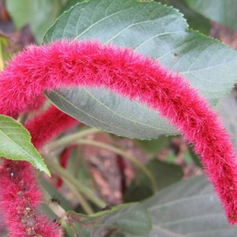 Acalypha hispida, long red fuzzy tails