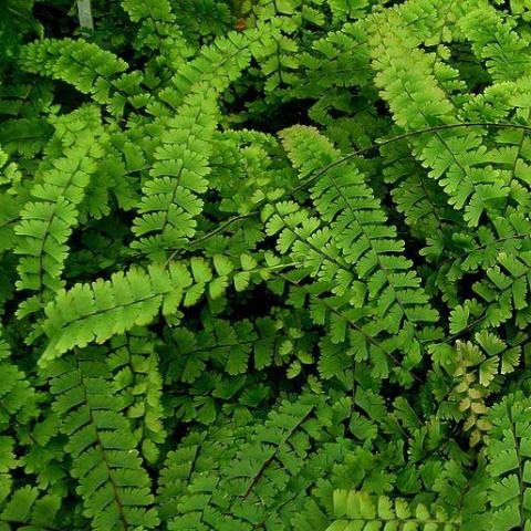 Adiantum caudatum, trailing maiden hair fern