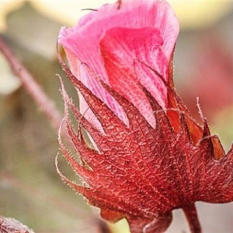Red-foliated cotton, pink flower with red bract