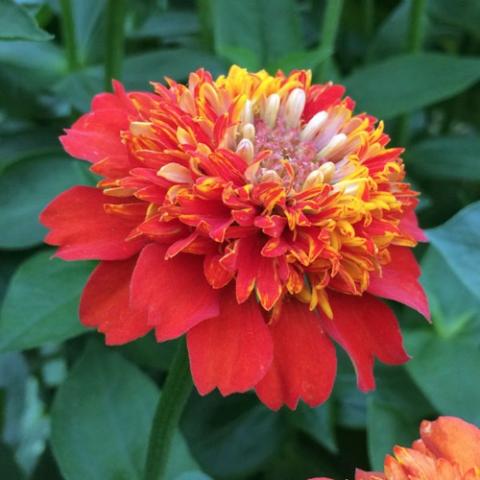 Zinnia Cupcakes Deep Orange, dark orange with crazy center