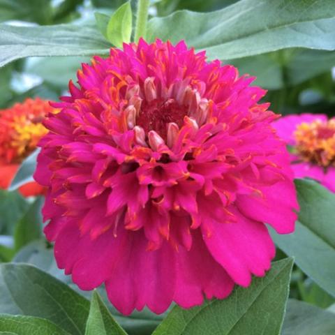 Zinnia Cupcakes Rose, hot pink double with crazy center