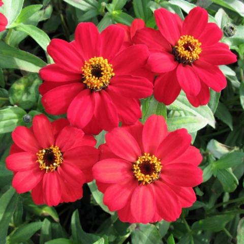 Zinnia Profusion Red, single red cartoon flowers with dark and yellow eyes