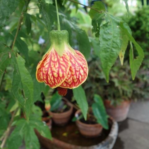 Abutilon Biltmore Ballgown, dangling red and yellow veined flower